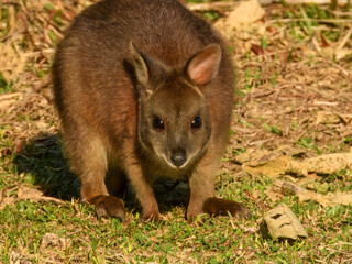 Red-Necked Pademelon (Thylogale thetis) in Australia