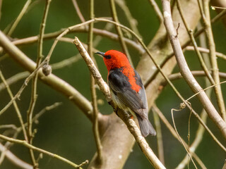 Scarlet Myzomela (Myzomela sanguinolenta) in Australia