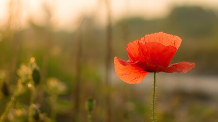 Close-up of a vibrant red poppy bathed in golden sunset light in a peaceful field. inspiring travel planning, gardening catalogs, designed for gardening and botanical catalogs.