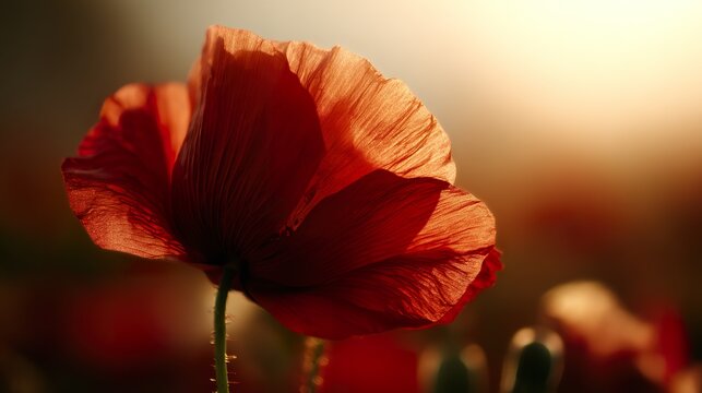 Close-up of a vibrant red poppy bathed in golden sunset light in a peaceful field. inspiring travel planning, gardening catalogs, designed for gardening and botanical catalogs.