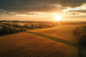 A field of crops with a sun setting in the background