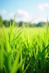 A refreshing breeze blows through tall grass, creating ripples and swaying movement in the field on a sunny day Enjoy the cool wind's gentle caress across the landscape , meadow, air