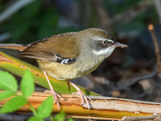 White-browed Scrubwren (Sericornis frontalis) in Australia
