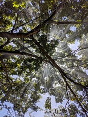 Sunlight Rays Shining Through Tree Branches and Green Leaves