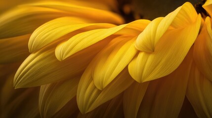Close-up of sunflower petals, vibrant yellow