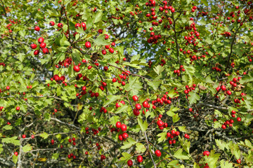 Hawthorn tree full of ripe red berries