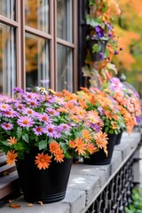 Fototapeta premium Colorful african daisies decorating a window sill during autumn