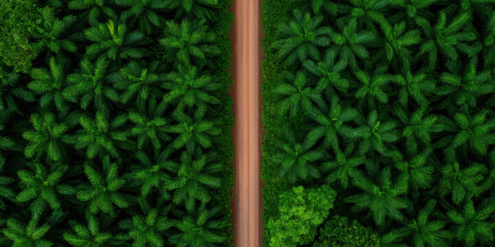 An aerial view of a lush green landscape with dense palm trees flanking a dirt road, creating a serene and tranquil natural scene.
