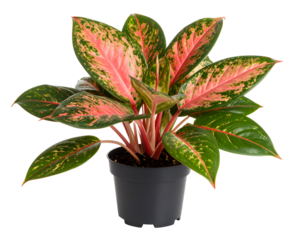 Aglaonema in pot isolated on transparent png