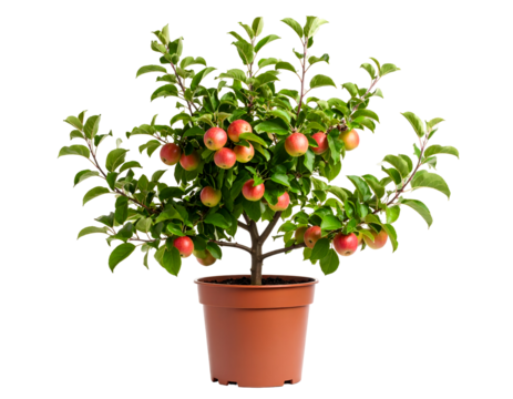 apple tree with abundant fruit in pot isolated on transparent png