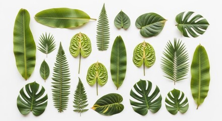 Assortment Of Green Leaves On White Background In Top View Arrangement