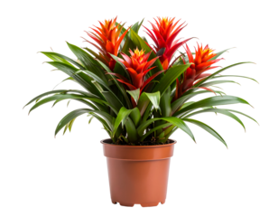 Bromelia plant in pot isolated on transparent png