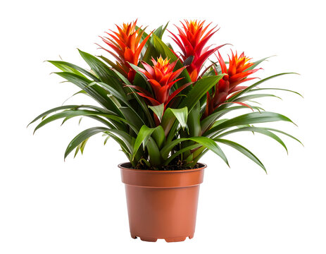 Bromelia plant in pot isolated on transparent png