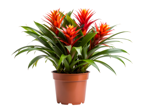 Bromelia plant in pot isolated on transparent png