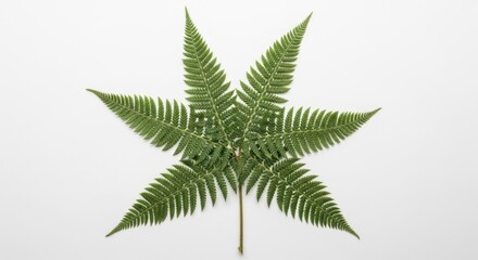 Green Fern Leaf Arranged Symmetrically On White Background