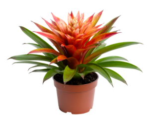 Bromelia plant in pot isolated on transparent png