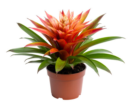 Bromelia plant in pot isolated on transparent png