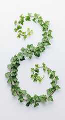 Green Ivy Vine in a Swirling Spiral on a White Background Minimalist Composition