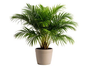 Lady Palm (Rhapis Excelsa) in pot isolated on transparent png