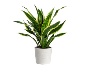 snake plant (Dracaena) in pot isolated on transparent png