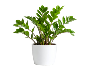 Zamioculcas Zamiifolia in pot isolated on transparent png