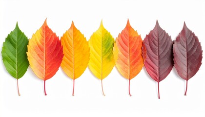 Autumn leaves colorful gradient against white background.