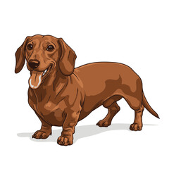 Dachshund head full body, cartoon vector art illustration, isolated on white transparent background