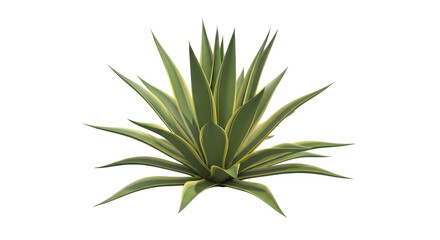Fototapeta premium Agave plant isolated on transparent background, a succulent with sharp leaves