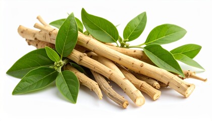 Ashwagandha herb with leaves with isolated on white background.