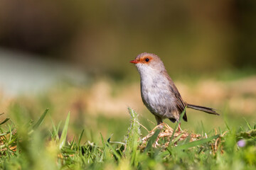 The adult female Superb Fairywren (Malurus cyaneus) displays simple grey plumage with a tan stripe across her eye, with a grey-white belly and a black bill.