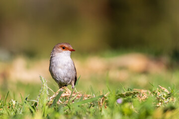 The adult female Superb Fairywren (Malurus cyaneus) displays simple grey plumage with a tan stripe across her eye, with a grey-white belly and a black bill.