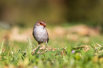 The adult female Superb Fairywren (Malurus cyaneus) displays simple grey plumage with a tan stripe across her eye, with a grey-white belly and a black bill.