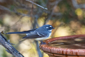 The Grey Fantail (Rhipidura albiscapa) is a small, agile bird with grey upperparts, white...
