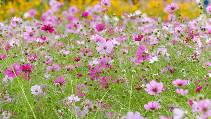 秋の野原に咲き誇るピンクのコスモスの群生