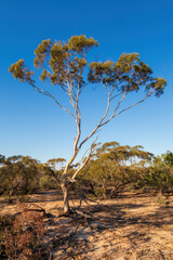 A typical Mallee desert scene with low scrub, scattered vegetation, and weathered stumps scattered across the arid sandy ground. 