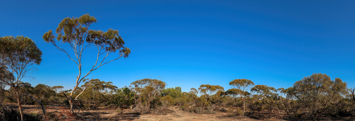 A typical Mallee desert scene with low scrub, scattered vegetation, and weathered stumps scattered across the arid sandy ground. 