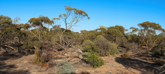 A typical Mallee desert scene with low scrub, scattered vegetation, and weathered stumps scattered across the arid sandy ground. 