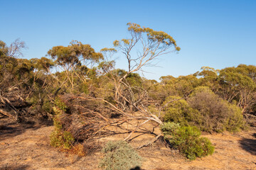 A typical Mallee desert scene with low scrub, scattered vegetation, and weathered stumps scattered across the arid sandy ground. 