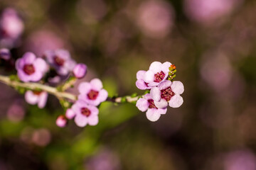 The flower of the Desert Baeckea shrub (Baeckea crassifolia) found in the Mallee Region of Australia
