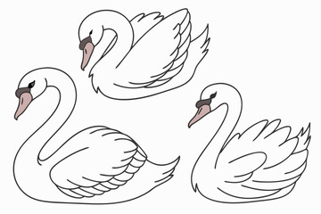 two swans on the water