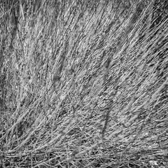 Branches or shrubs with fallen leaves