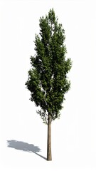 Fototapeta premium Tall Green Tree with Dense Foliage on Isolated White Background Natural Sunlight