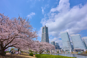 桜越しに神奈川県横浜市みなとみらい方面の眺望(汽車道,みなとみらいなど)