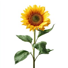 Obraz premium A vibrant sunflower with a bright yellow head and dark brown center, stands tall on a slender green stem with leaves against a clean white background