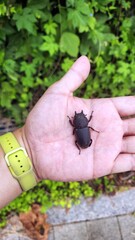 Beetle Resting on Human Hand