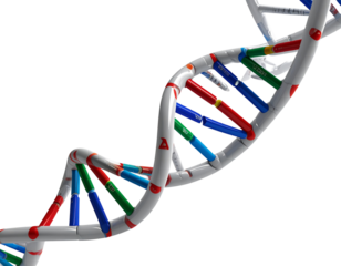 DNA Double Helix Model in 3D Neon Colors, Twisting Upwards, Isolated