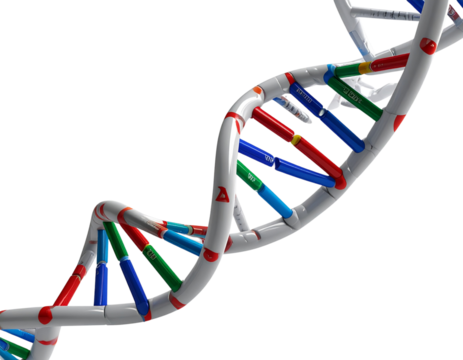 DNA Double Helix Model in 3D Neon Colors, Twisting Upwards, Isolated
