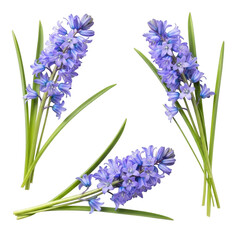 Naklejka premium 3d bluebell flowers delicate spring botanical elements transparent background