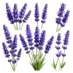 Naklejka premium Close-up of multiple bunches of vibrant purple lavender