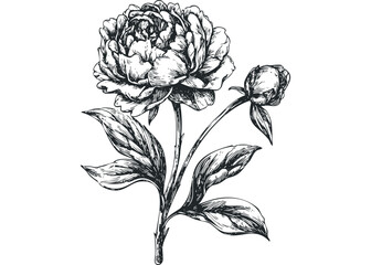 Hand drawn peony flower with bud and leaves. Vector hand drawn illustration